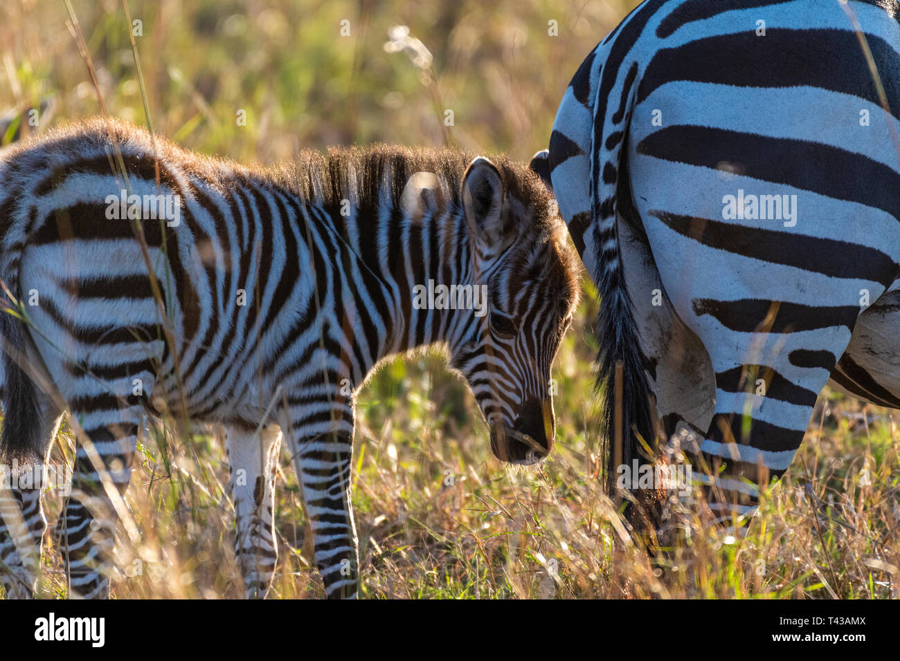 Veau zébrées de marcher seul sans sa mère au Maasai Mara au lever du soleil Banque D'Images