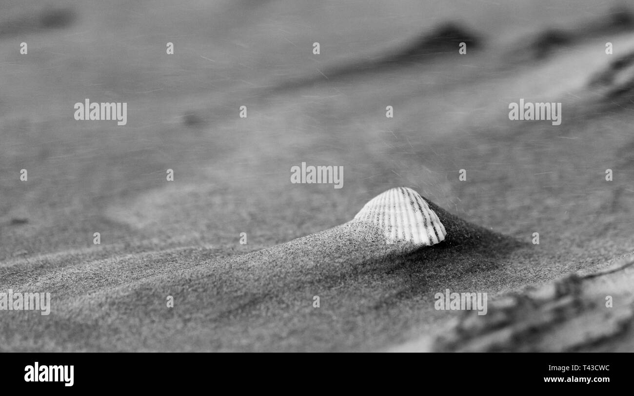 Le sable de la mer d'être soufflé sur un shell avec une forte brise de mer. Banque D'Images