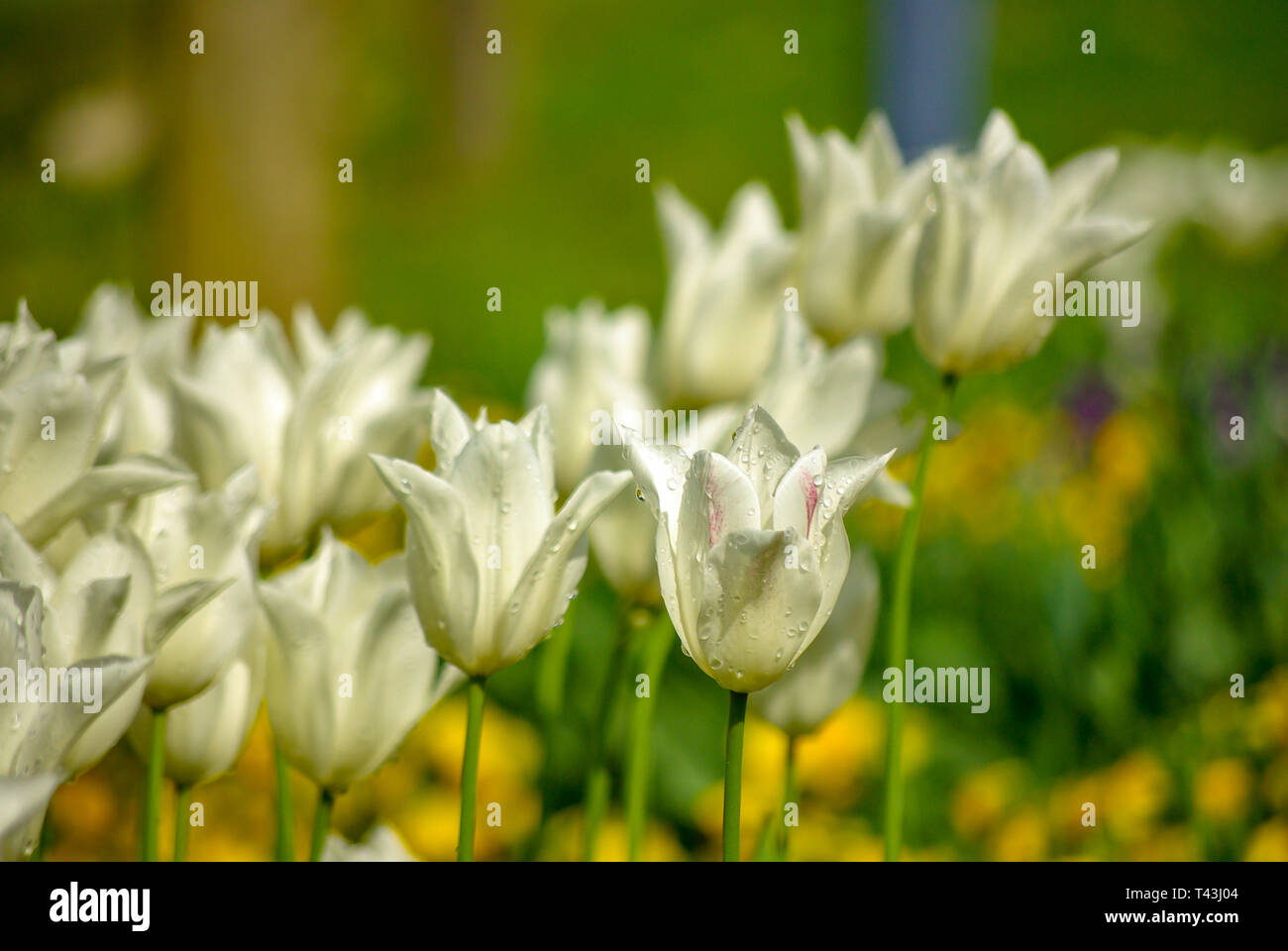 Un bouquet de tulipes blanches fleurissent dans un champ de fleurs. Einige weiße Tulpen in voller Blüte in einem Blumenfeld. Banque D'Images