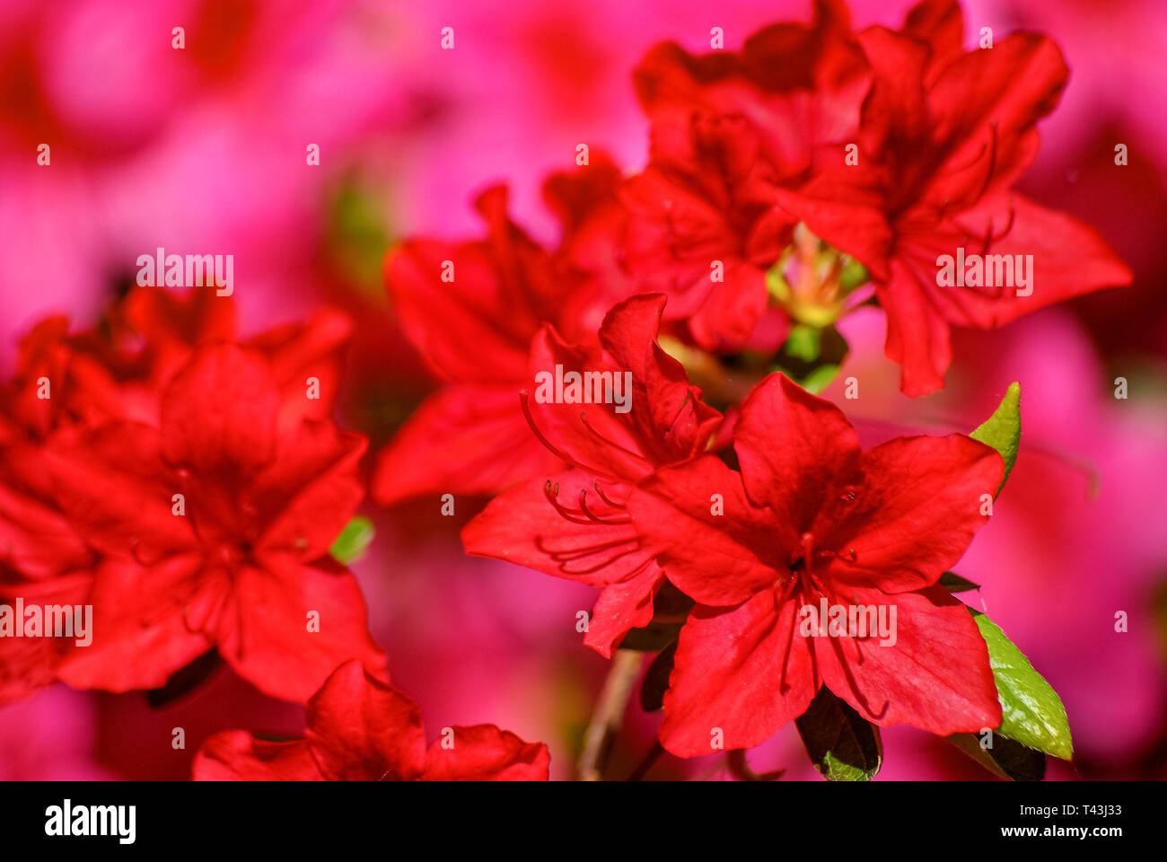 Rhododendron floraison dans toute sa splendeur. Banque D'Images