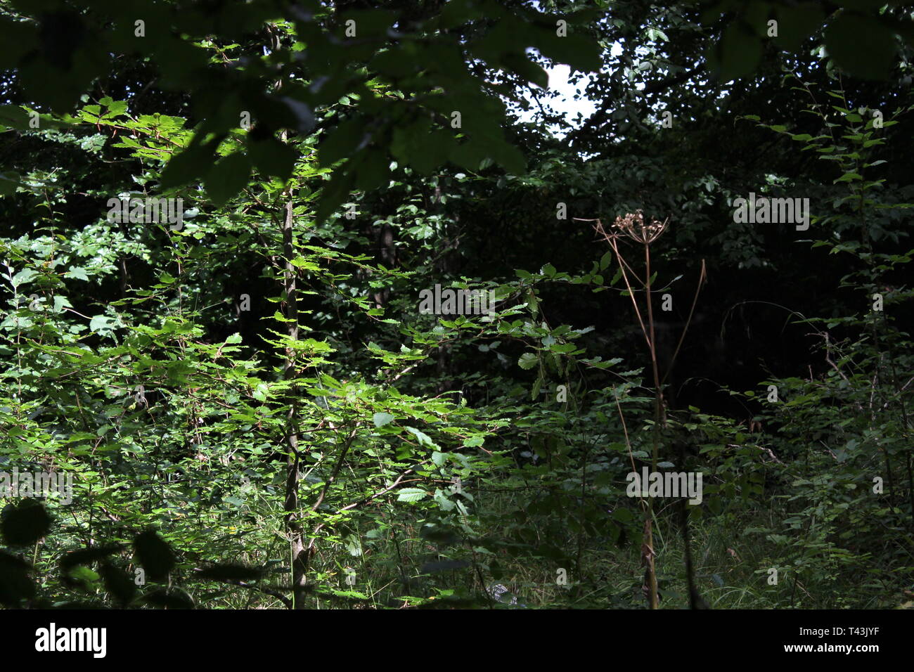 Les sous-bois dans les bois à Castletown House Banque D'Images
