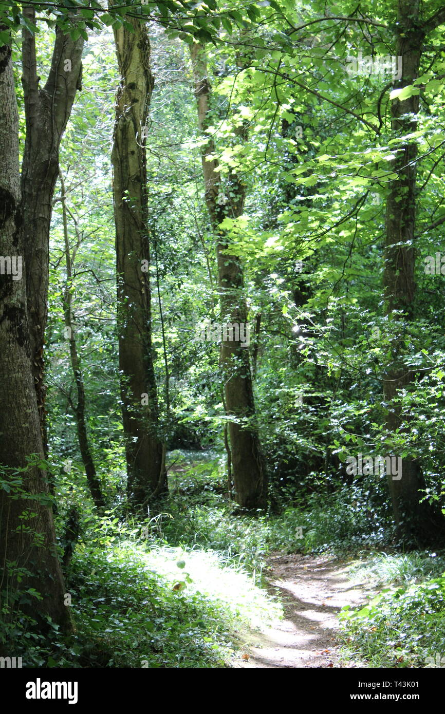 Les arbres forestiers magique à Castletown House Banque D'Images