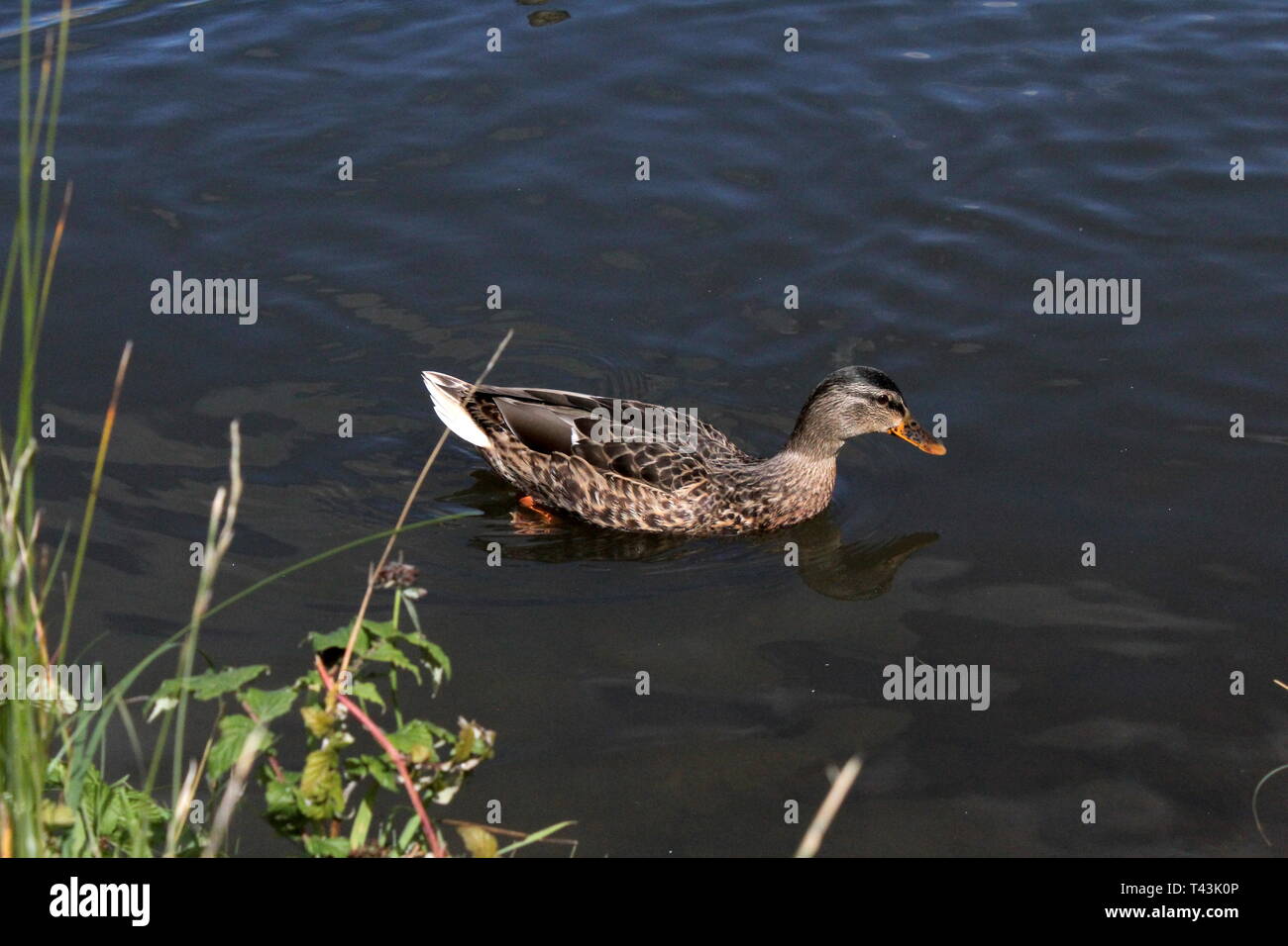 Les arbres forestiers magique à Castletown House Banque D'Images