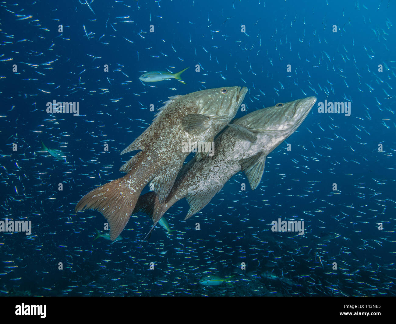 Mycteroperca acutirostris- los Roques venezuela Banque D'Images