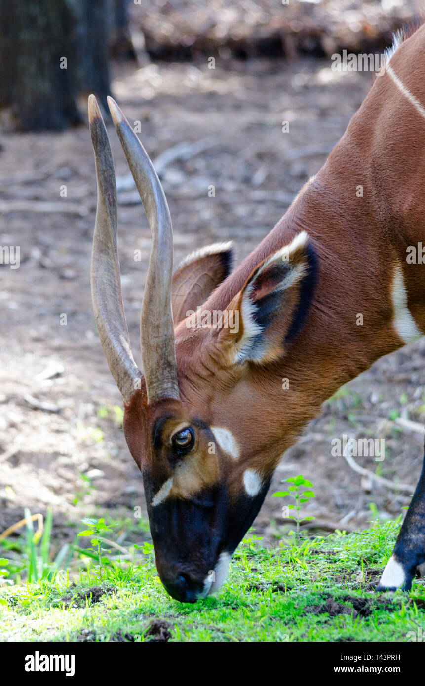 L'Est ou la montagne de Bongo (Tragelaphus eurycerus isaaci) ssp. Banque D'Images