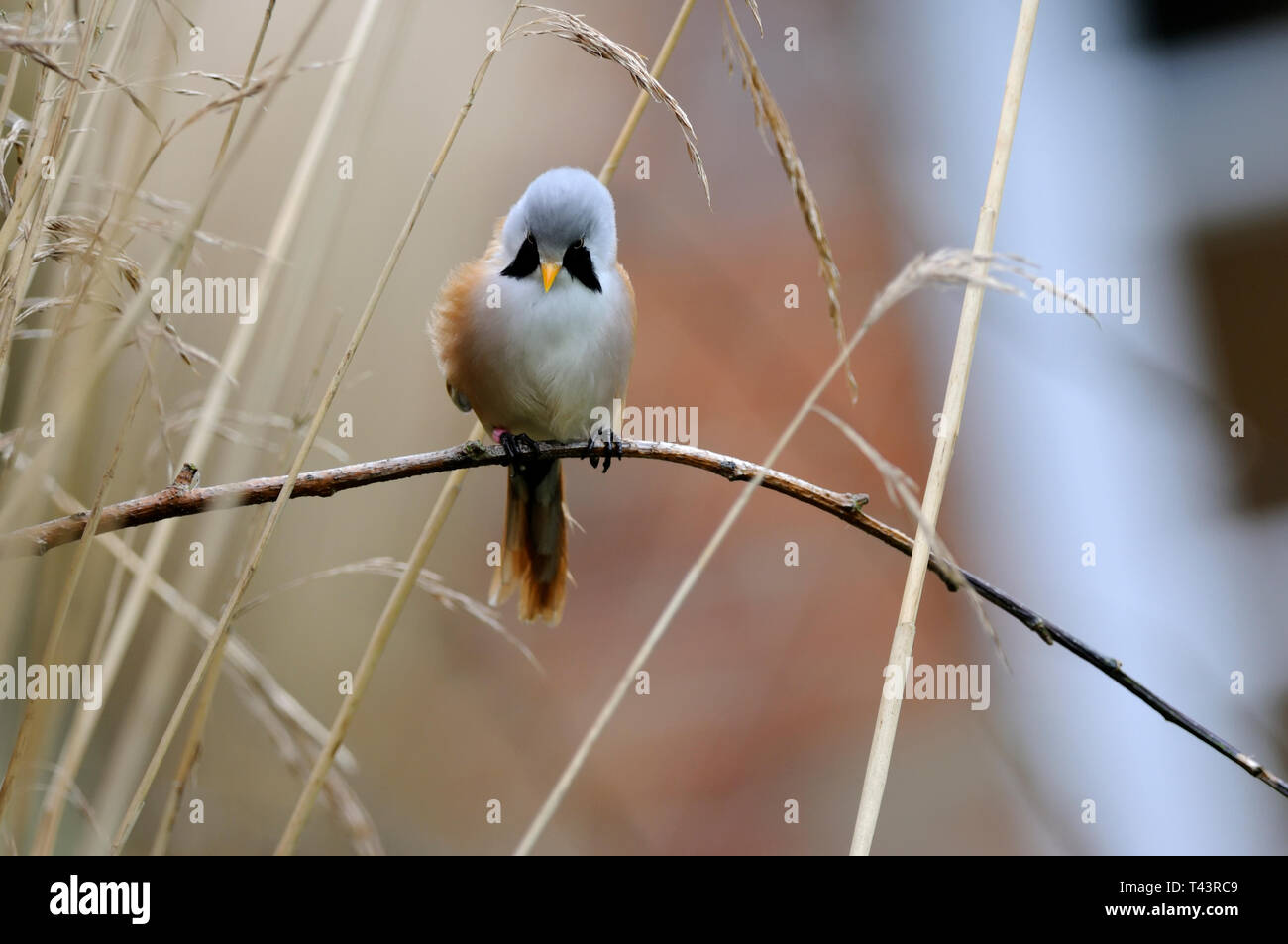 Un tit Panurus biarmicus barbu ( pearching ) sur une tige de roseau Banque D'Images