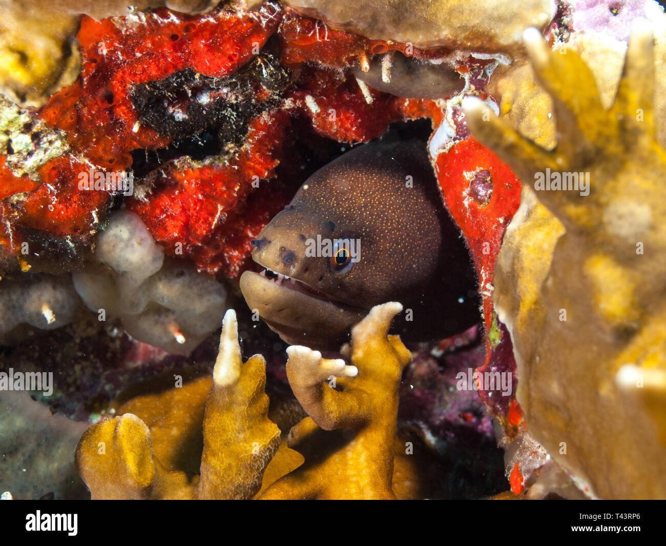 APPAREIL PHOTO NUMÉRIQUE OLYMPUS Banque D'Images