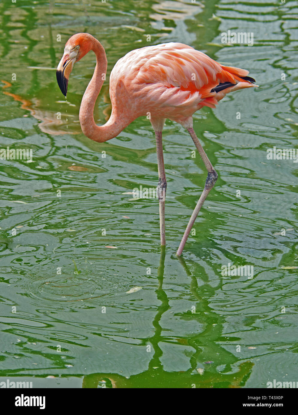 Flamingi cubain, Phoenicopterus ruber Ruber Banque D'Images