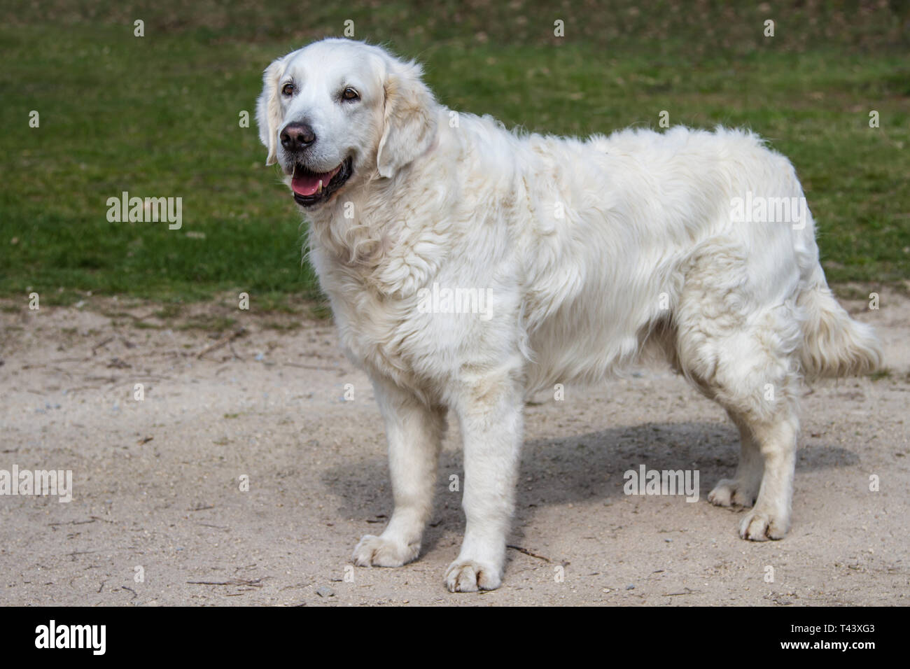 Golden Retriever dog standing Banque D'Images