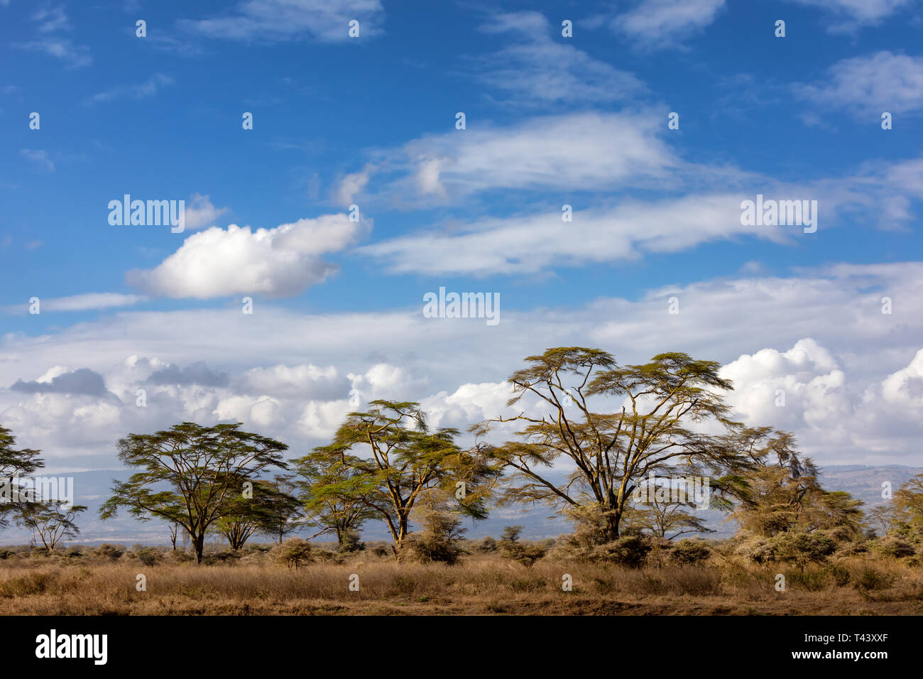 Un paysage d'arbres, la fièvre Vachellia xanthophloea, au Parc National du lac Nakuru. Ces arbres poussent jusqu'à 25 mètres de hauteur. Paysage d'été avec blue sk Banque D'Images