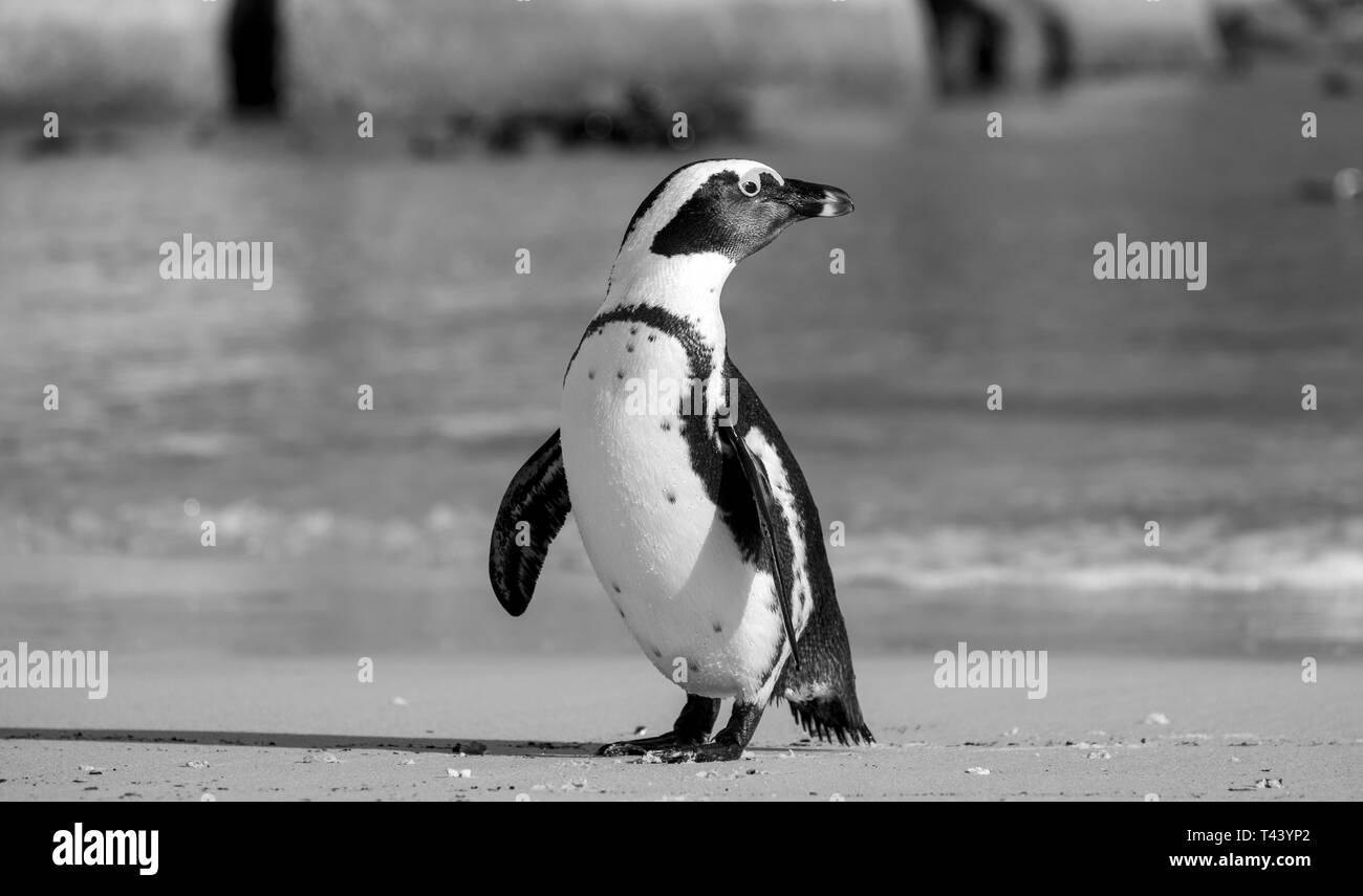 Manchot à Boulders Beach, Simonstown à Cape Town, Afrique du Sud. Banque D'Images