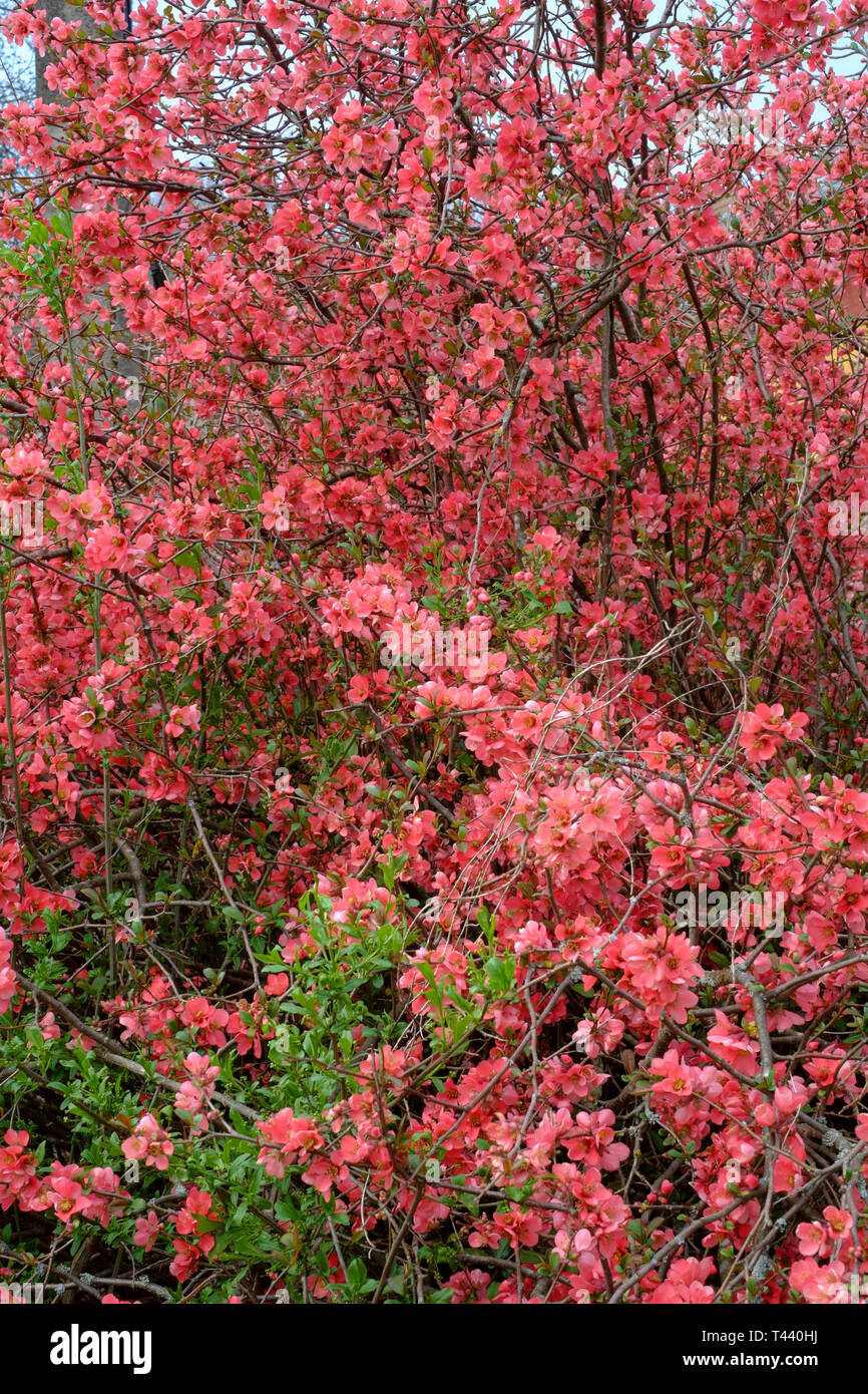 floraison printanière sur le bush coing japonais chaenomeles speciosa dans le village rural de zala comté de hongrie Banque D'Images