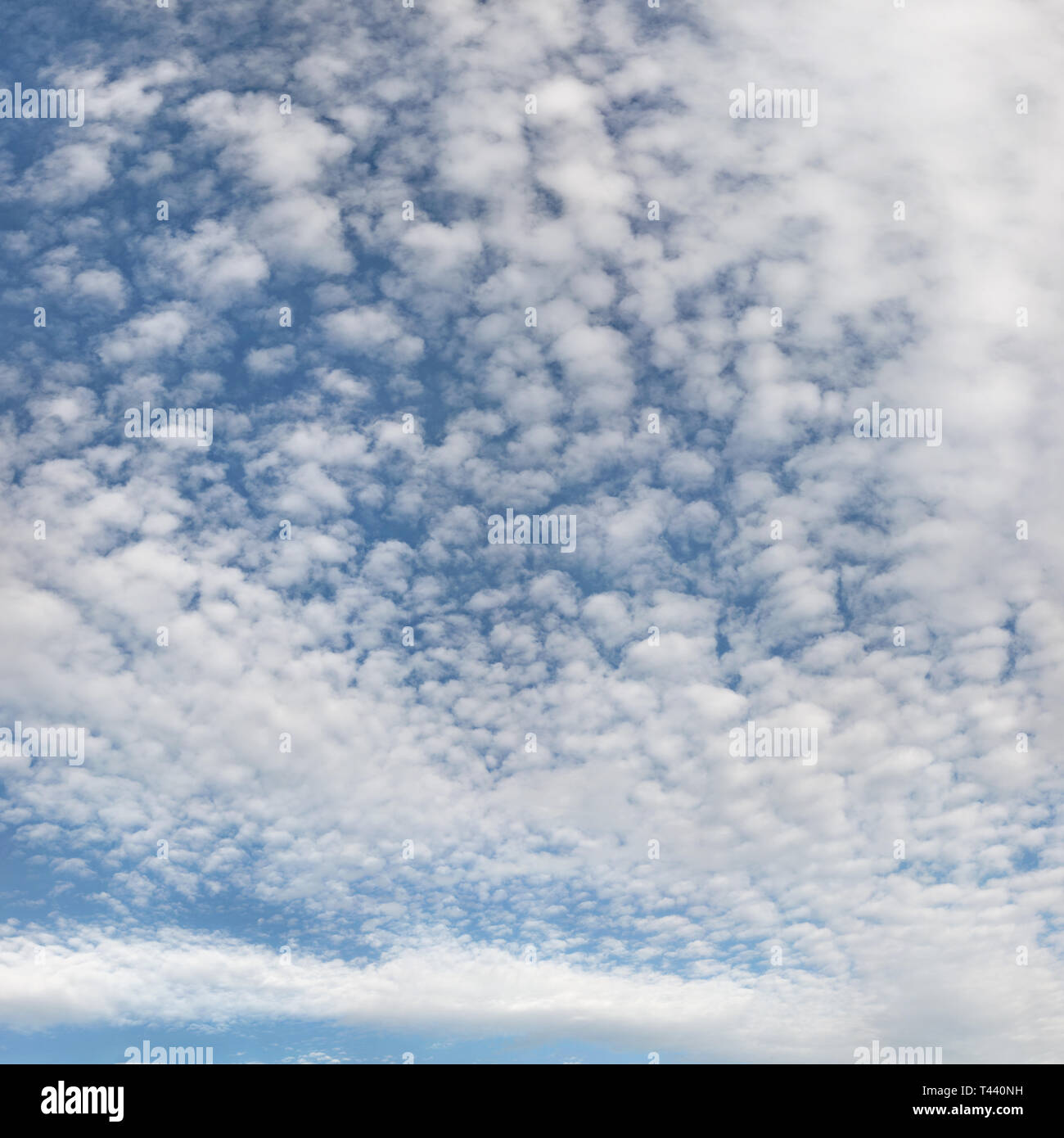 Photo haute résolution du ciel avec fluffy ( altocumulus - cirrocumulus / ciel maquereau ) les nuages. Banque D'Images