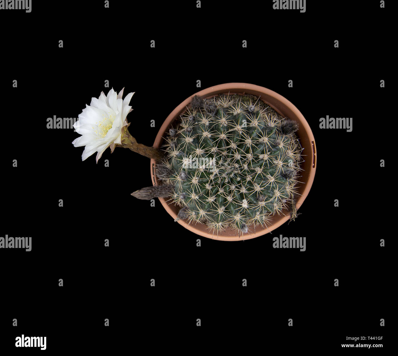 Cactus avec fleur blanche en pot from above on black Banque D'Images