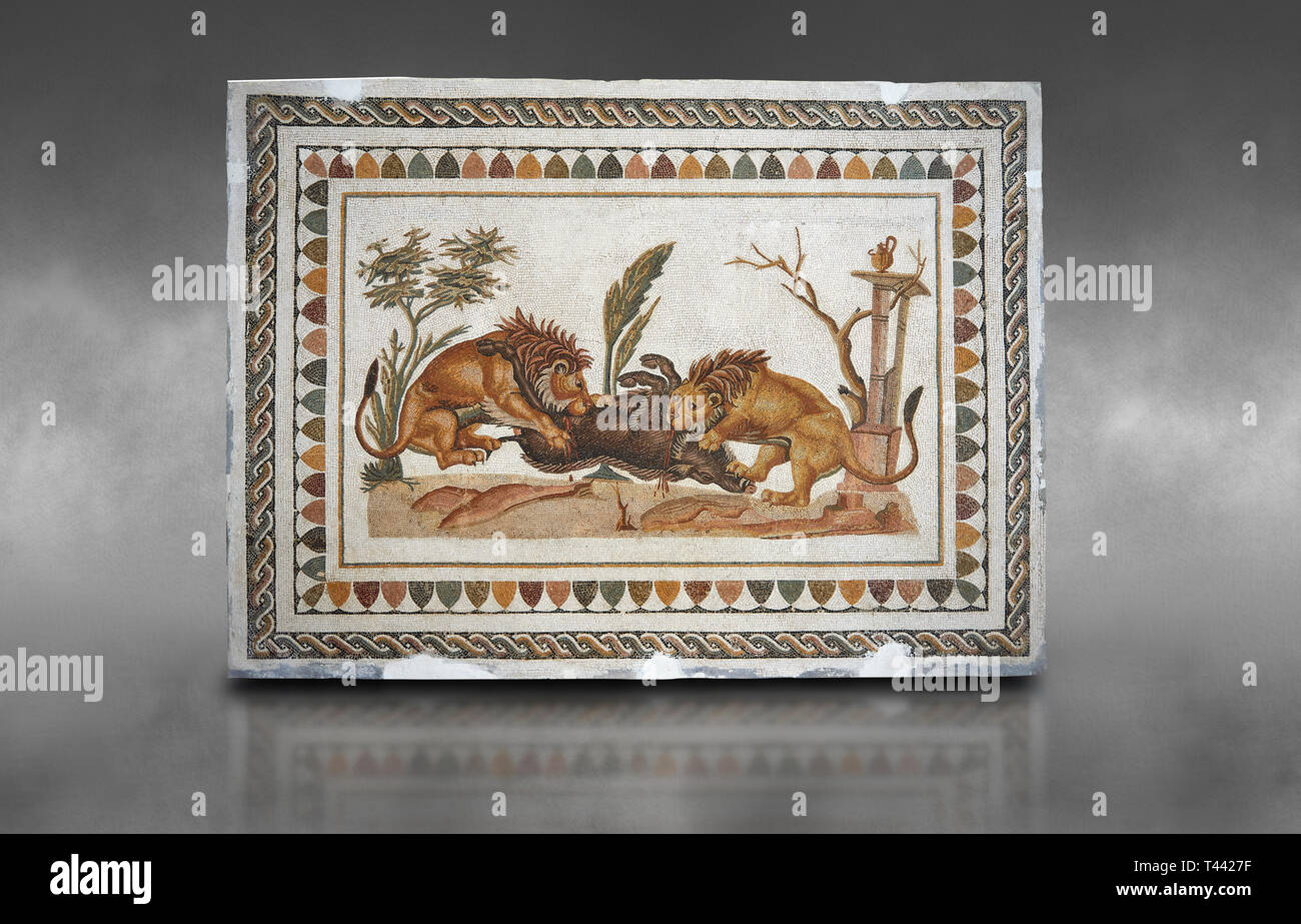 Photo d'une mosaïque romaine représentant la conception de l'alimentation des Lions un sanglier, à partir de l'ancienne cité romaine de Thysdrus. 2ème ANNONCE de siècle, maison de l'Procce Dionysos Banque D'Images