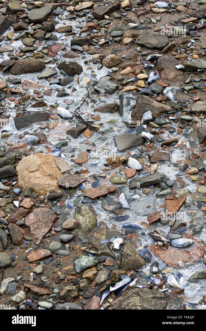 La formation de glace sur un cours d'eau peu profonde sur le rivage à marée basse, Northeast Harbor, Maine Banque D'Images