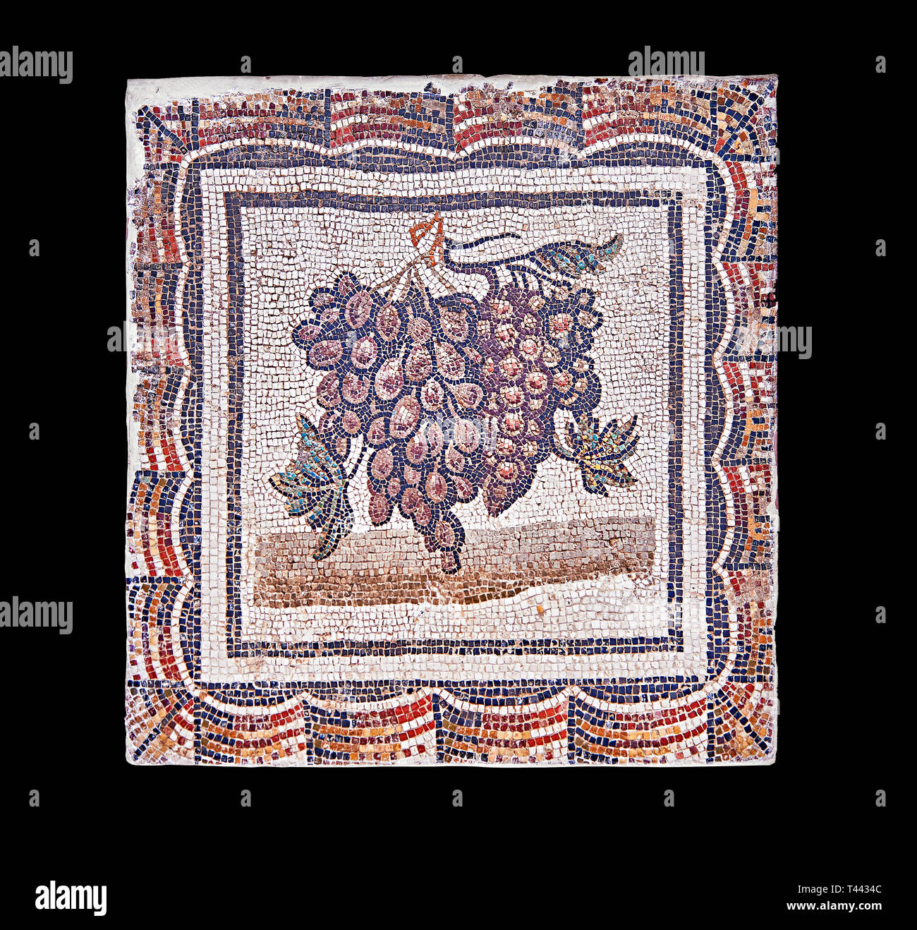 3e siècle mosaïque romaine de bord de raisins noirs et blancs. De Thysdrus (El Jem), Tunisie. Le Musée du Bardo, Tunis, Tunisie. Fond noir Banque D'Images