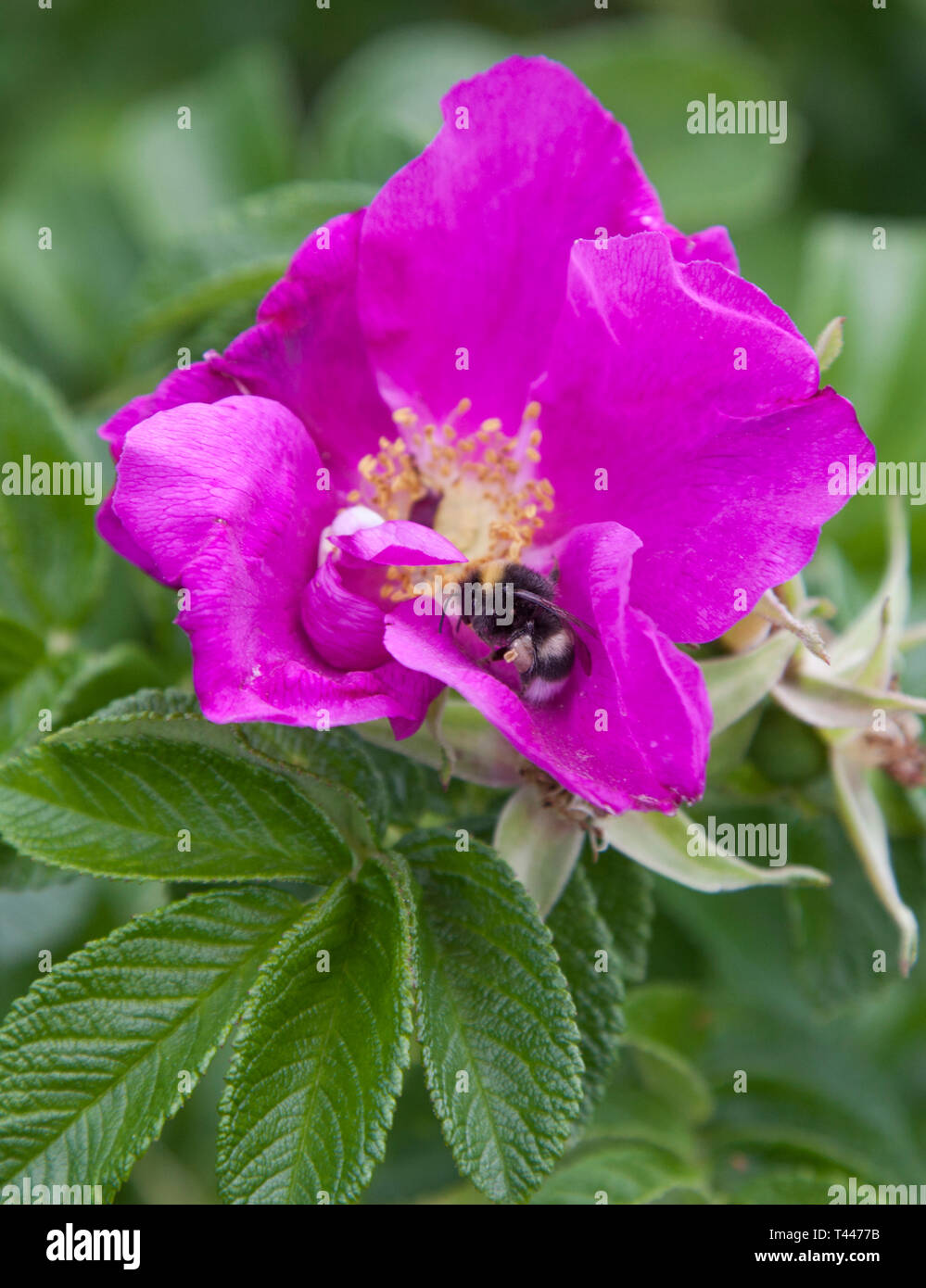 Bumblebee dans une fleur de rose musquée Banque D'Images