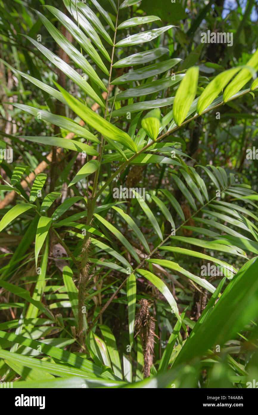 Calamus vine, attendez un moment, vigne de la forêt tropicale du Queensland NE Banque D'Images