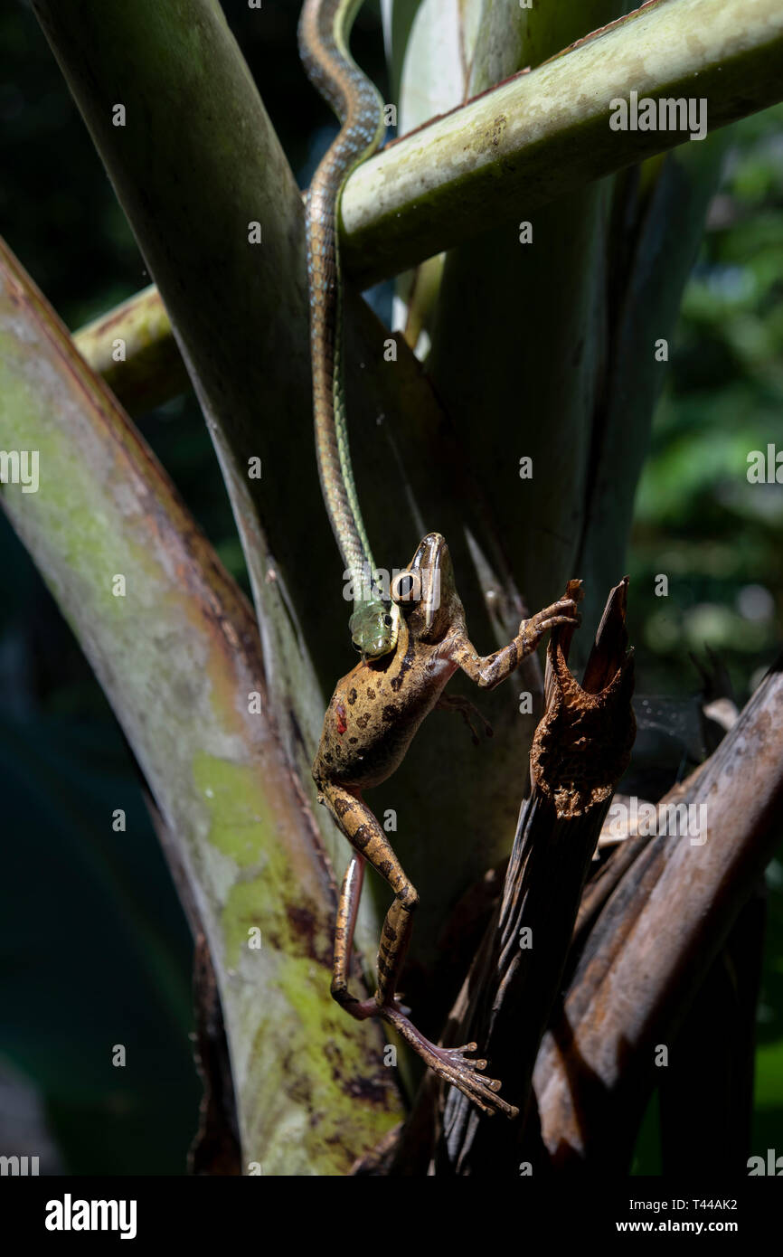 Dendrelaphis Bronzeback, serpent peint pictus, manger de l'arbre commun Grenouille, Polypedates leucomystax, Klungkung, Bali, Indonésie Banque D'Images