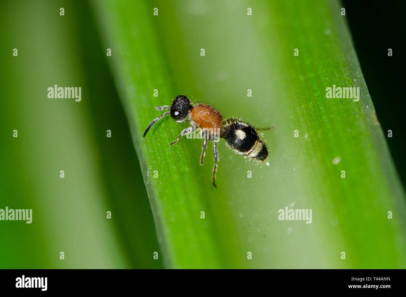 Wasp, alias Velvet Ant, famille des Mutillidae, sur la feuille, Klungkung,Bali, Indonésie Banque D'Images