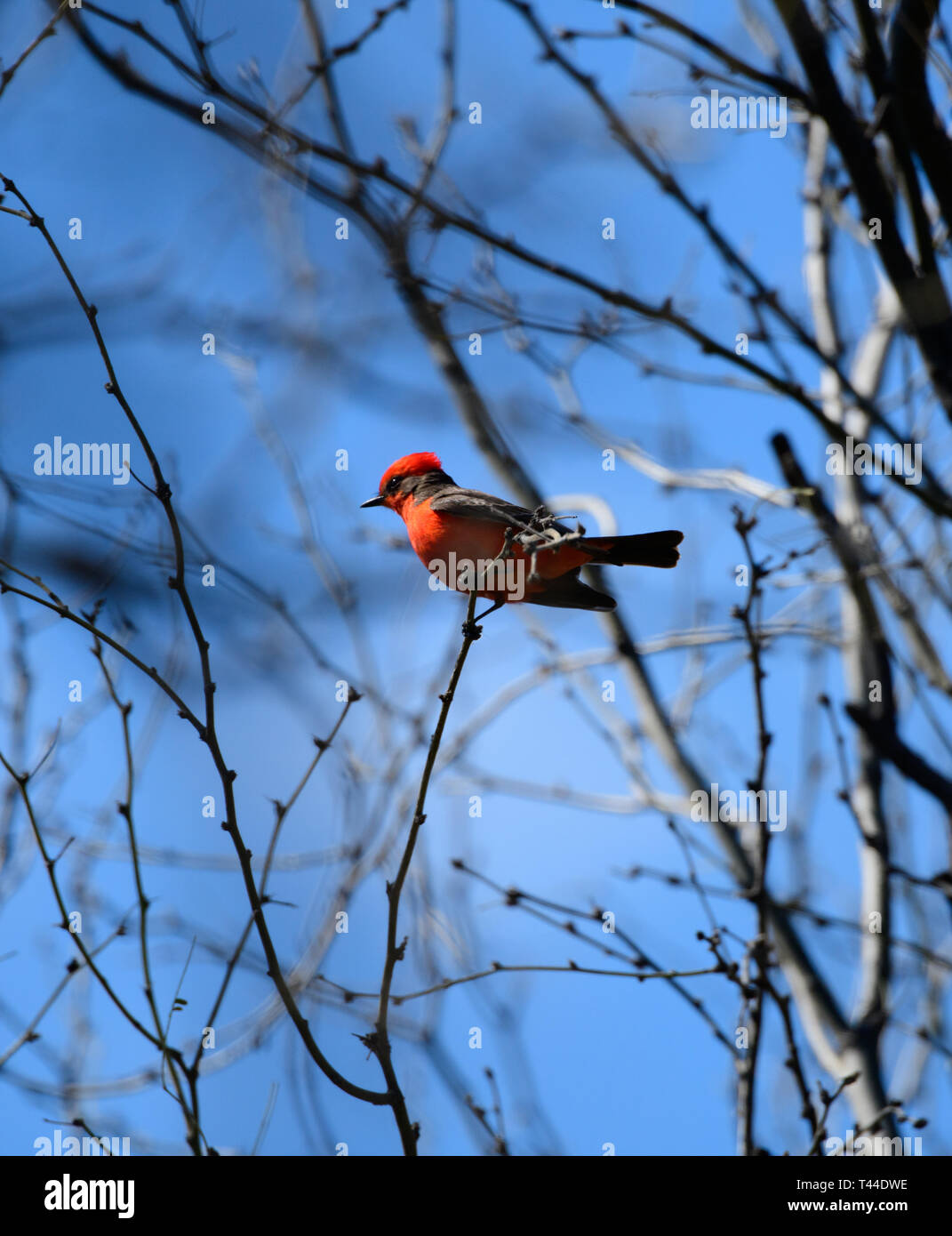 Vermilion fly catcher haut dans un arbre Banque D'Images