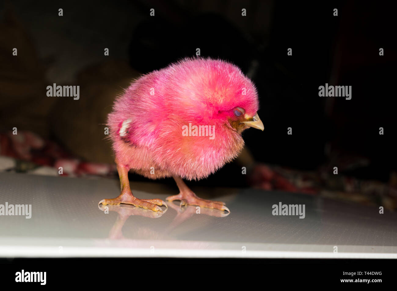 Un petit curieux permanent de poulet avec blackbackground. Banque D'Images