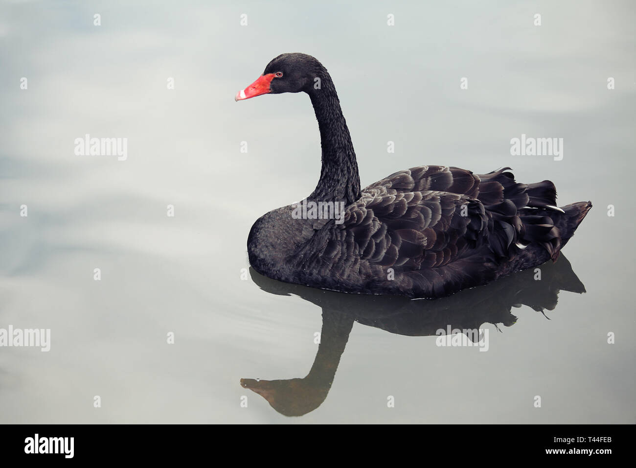 Un cygne noir sur une piscine extérieure d'eau bleue. Banque D'Images