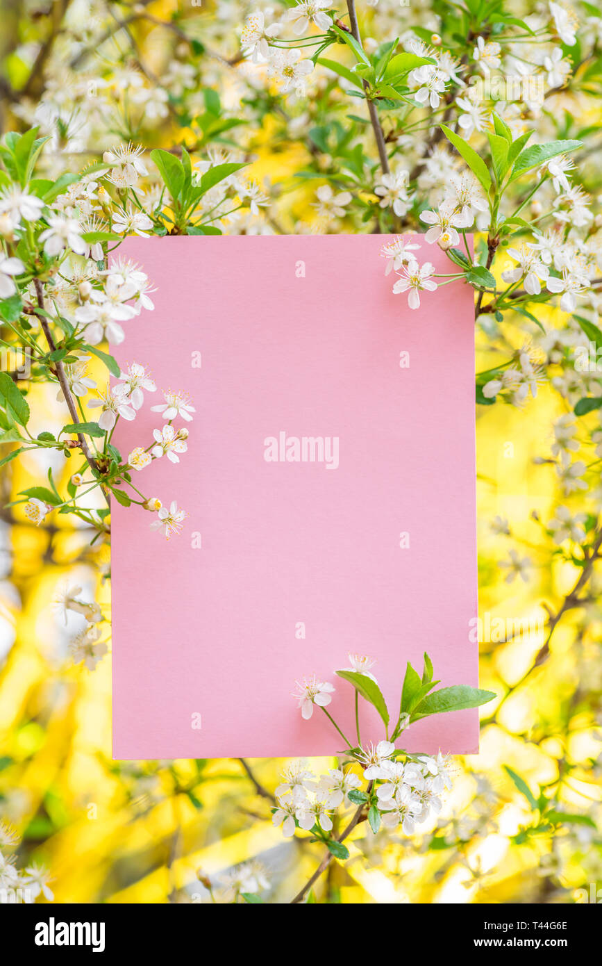 En blanc sur papier rose entre les branches de cerisier en fleurs. Banque D'Images