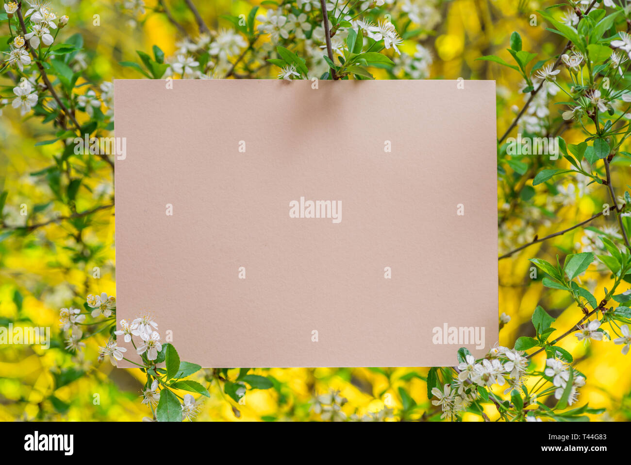 Vierge du papier entre les branches de cerisier en fleurs. Banque D'Images