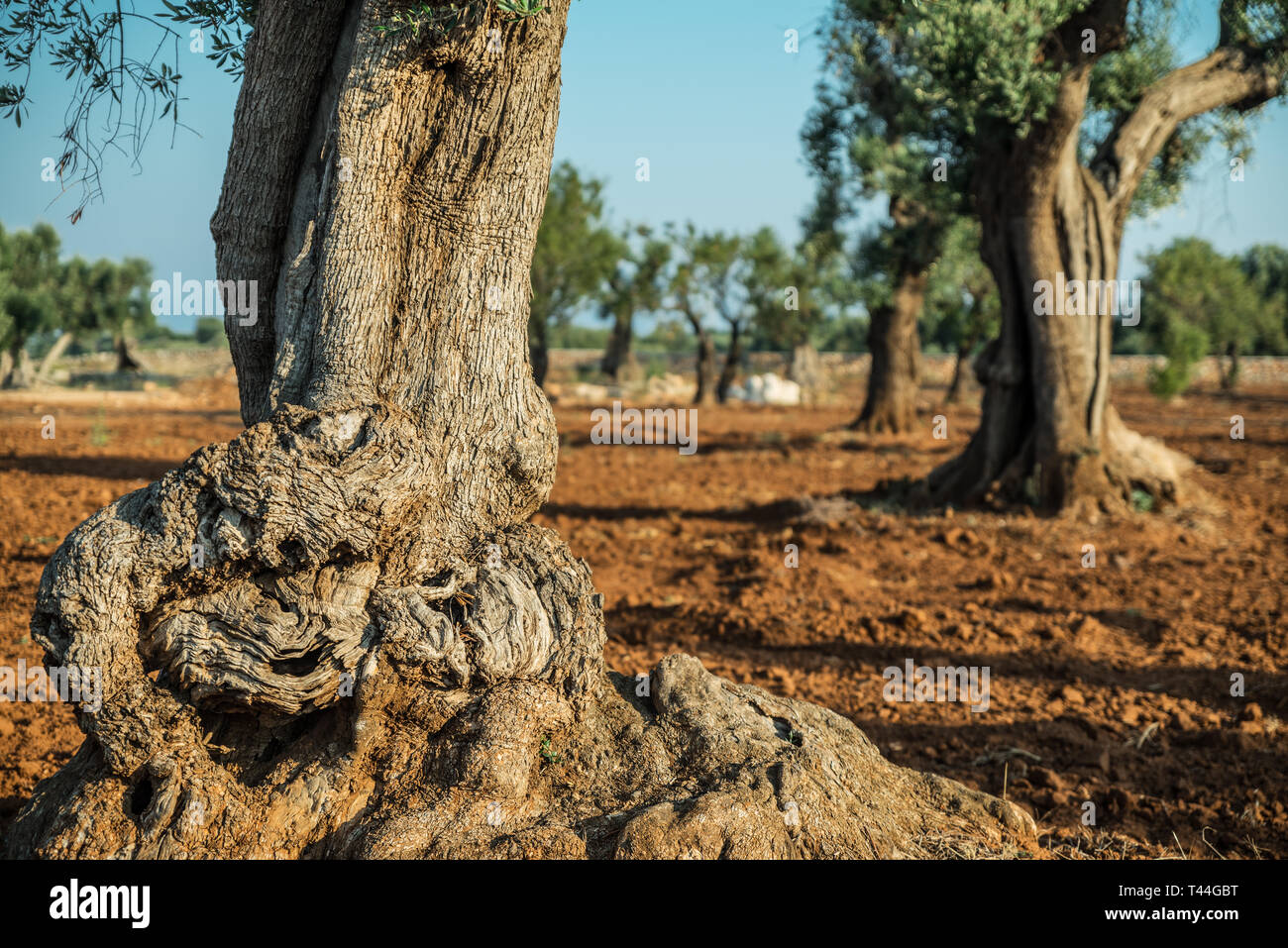 Plantation olive méditerranéenne avec un vieil olivier au premier plan. Banque D'Images