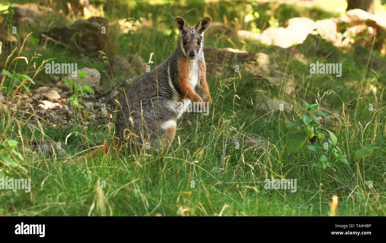 Yellow-footed rock wallaby-Petrogale xanthopus kangourou ( ) debout dans l'herbe basse. Banque D'Images