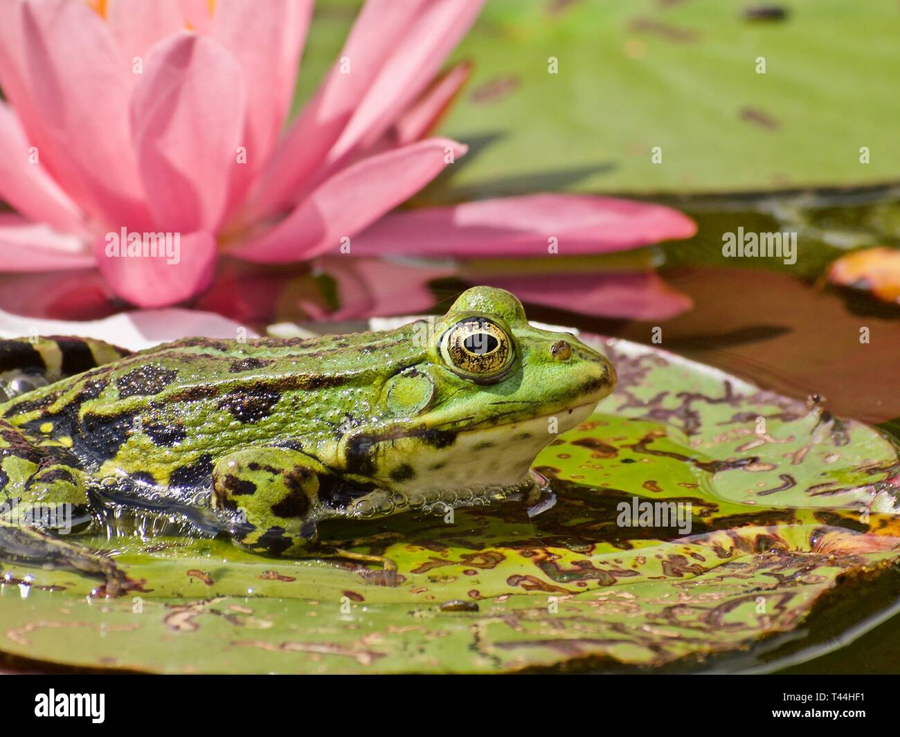 Macro d'une petite grenouille d'eau verte en face d'une fleur de lotus rose Banque D'Images