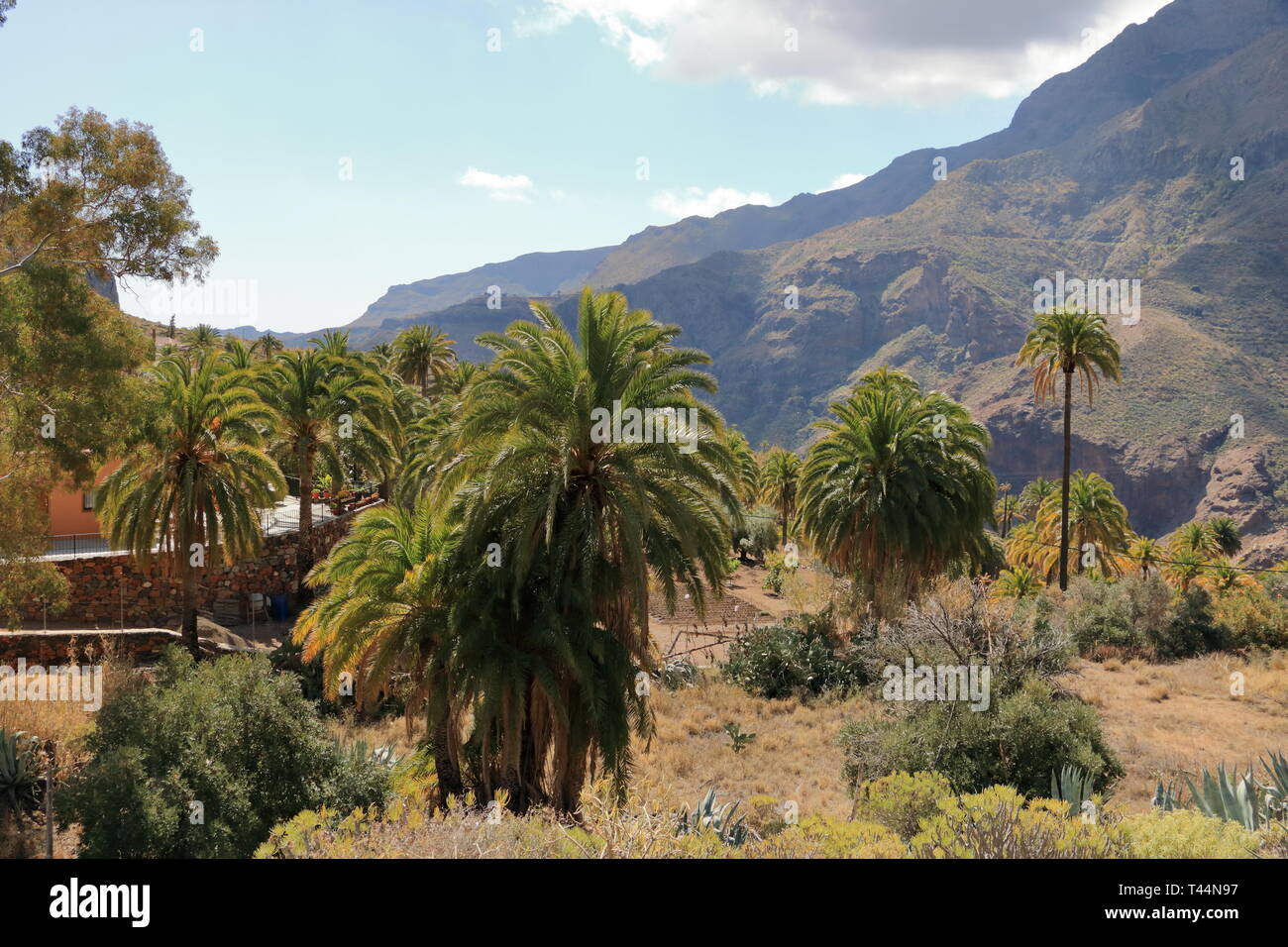 Palmiers de plus en plus Gran Canaria Espagne Banque D'Images