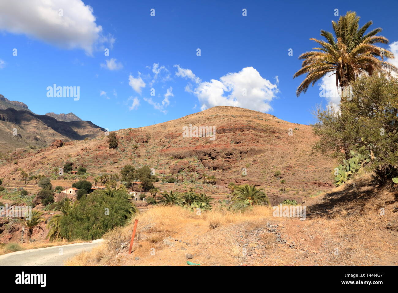 Palmiers de plus en plus Gran Canaria Espagne Banque D'Images