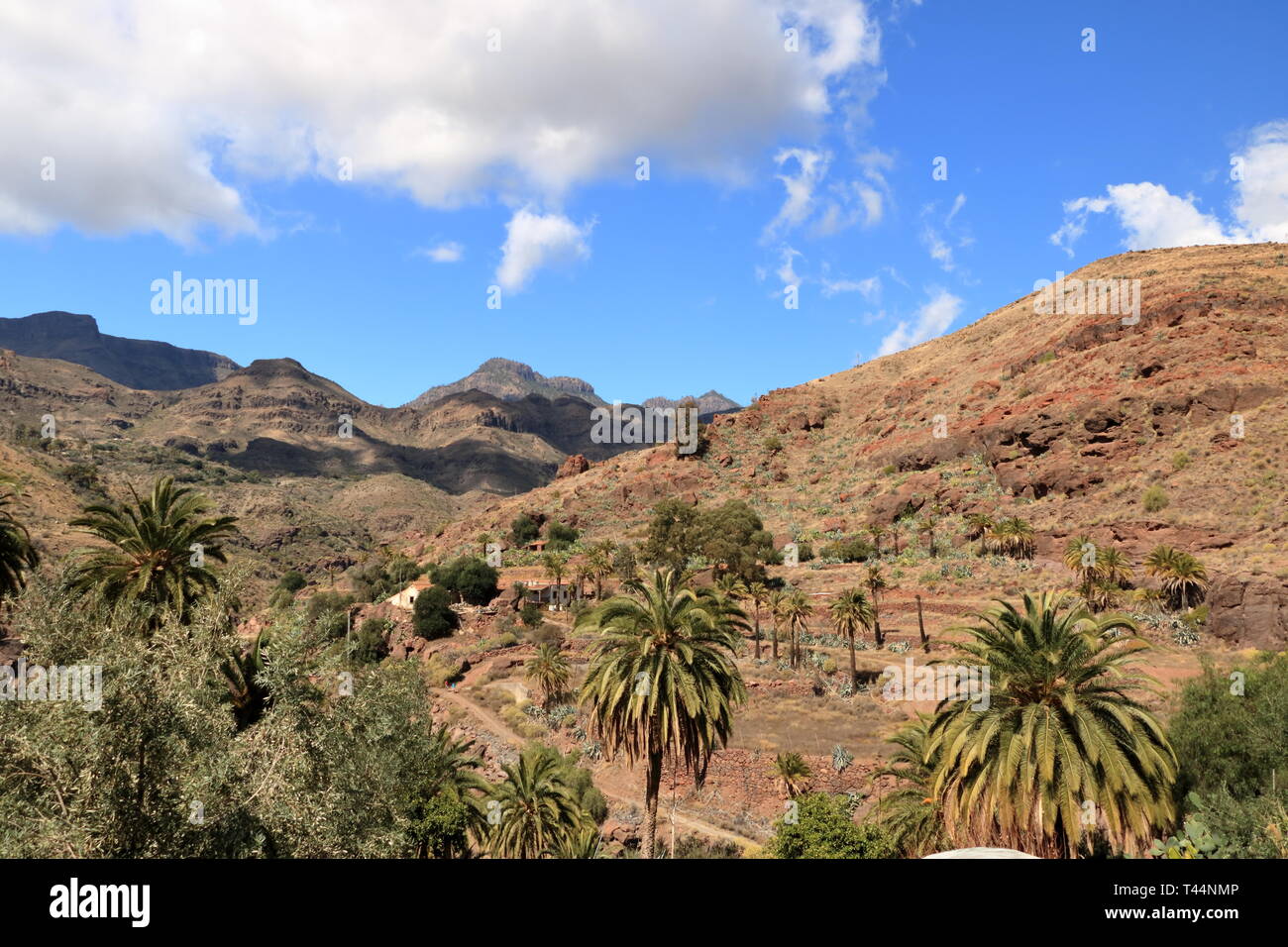Palmiers de plus en plus Gran Canaria Espagne Banque D'Images