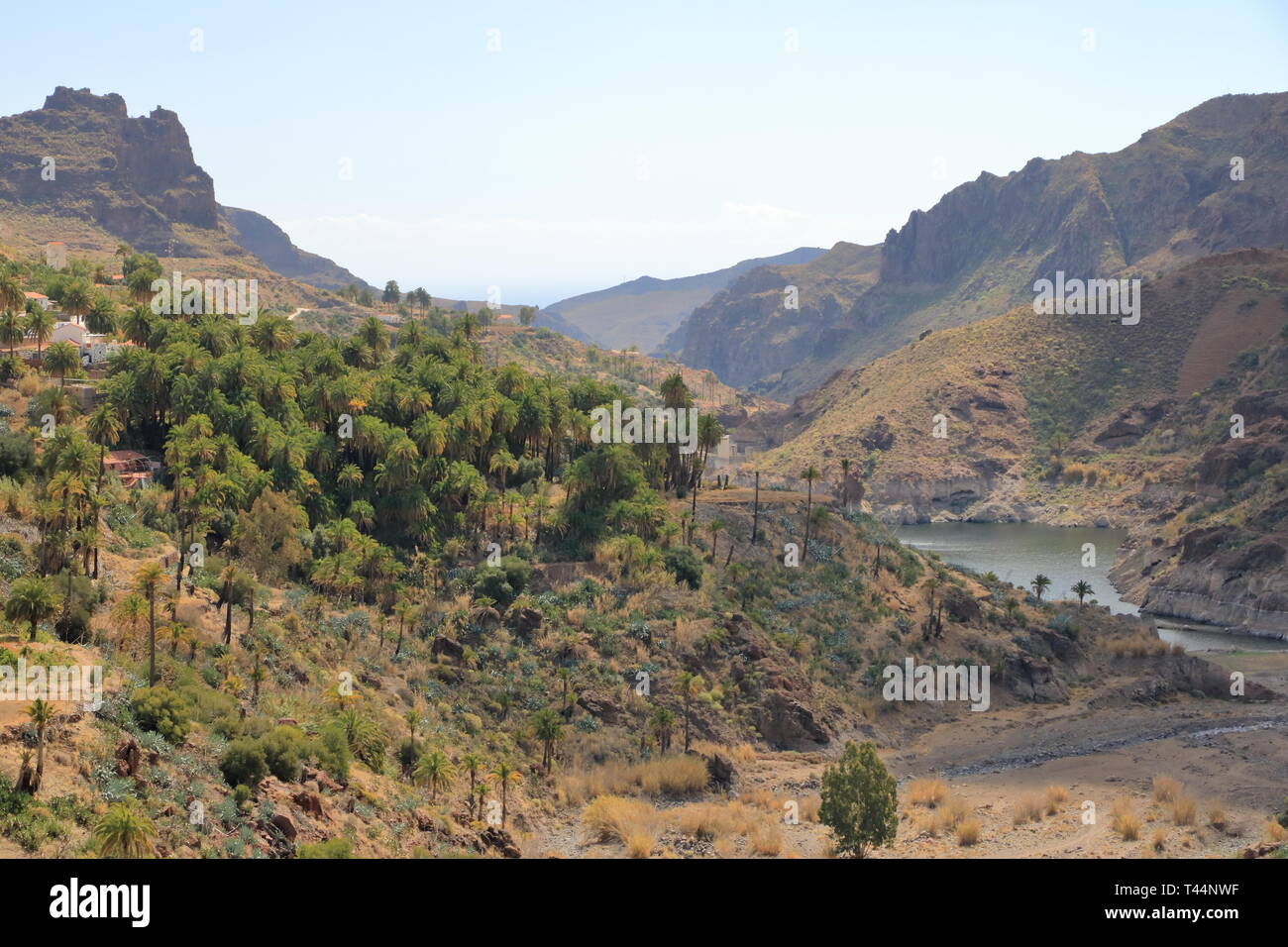 Palmiers de plus en plus Gran Canaria Espagne Banque D'Images