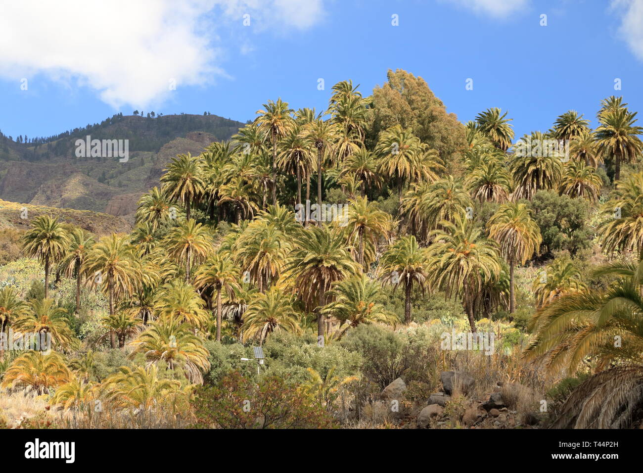 Palmiers de plus en plus Gran Canaria Espagne Banque D'Images