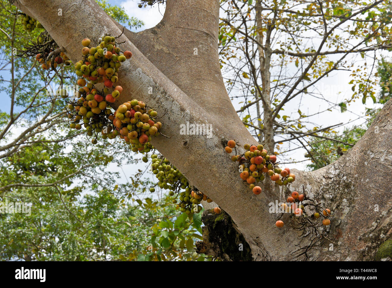 Wild figuier (Ficus sp.) avec de plus en plus de fruits (appelé tronc cauliflorie), la rivière Kinabatangan, Sabah, Bornéo Banque D'Images