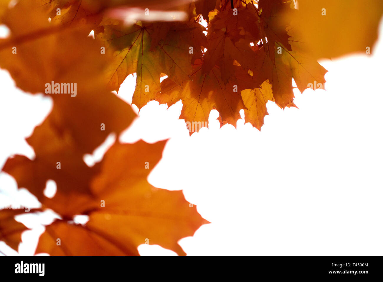 Beaucoup d'orange, l'automne les feuilles rouges sur un arbre. isoler. fond blanc. copy space Banque D'Images