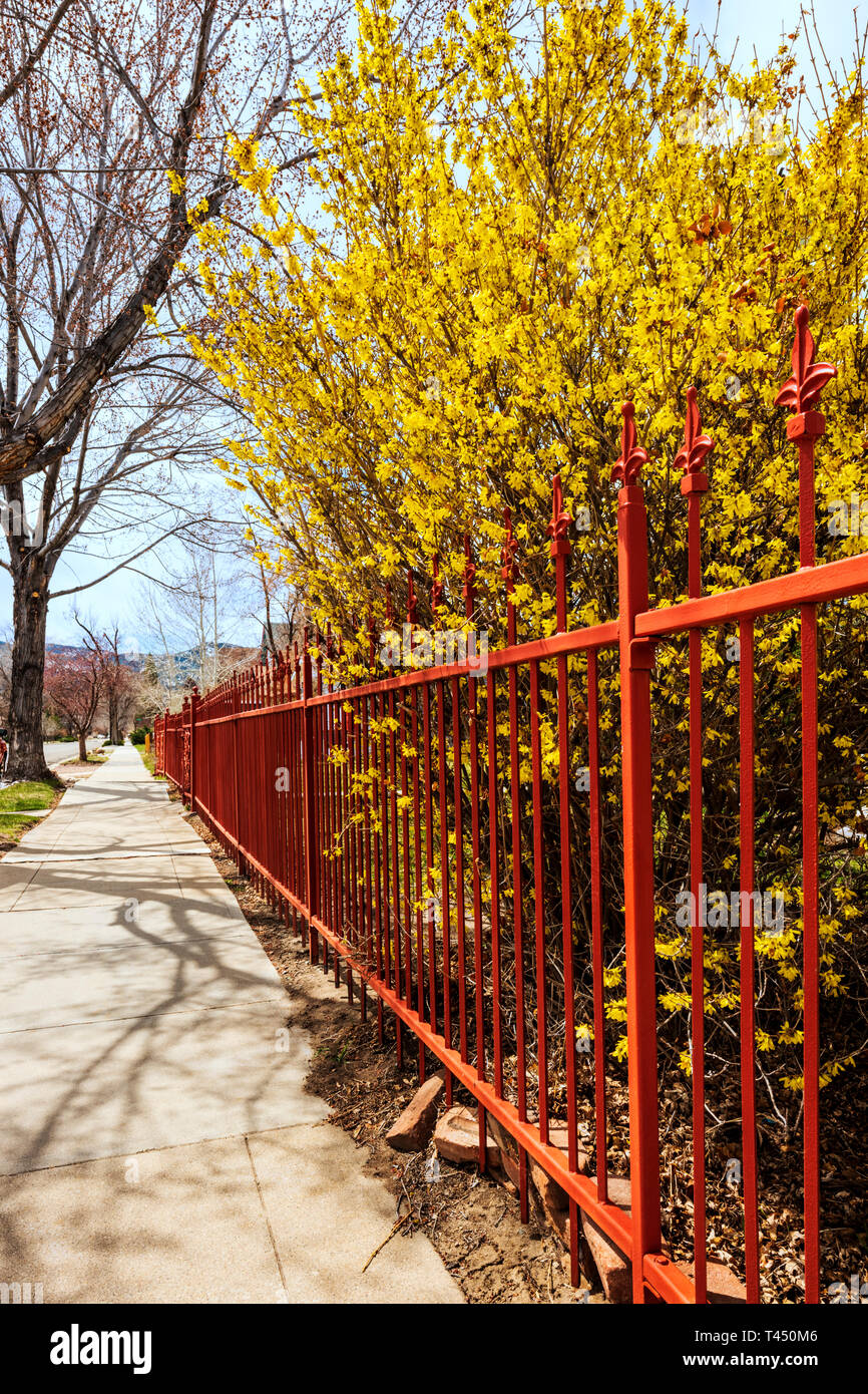 La couleur rougeâtre ; clôture en fer forgé forsythia en fleurs ; bush Salida Colorado ; USA ; Banque D'Images