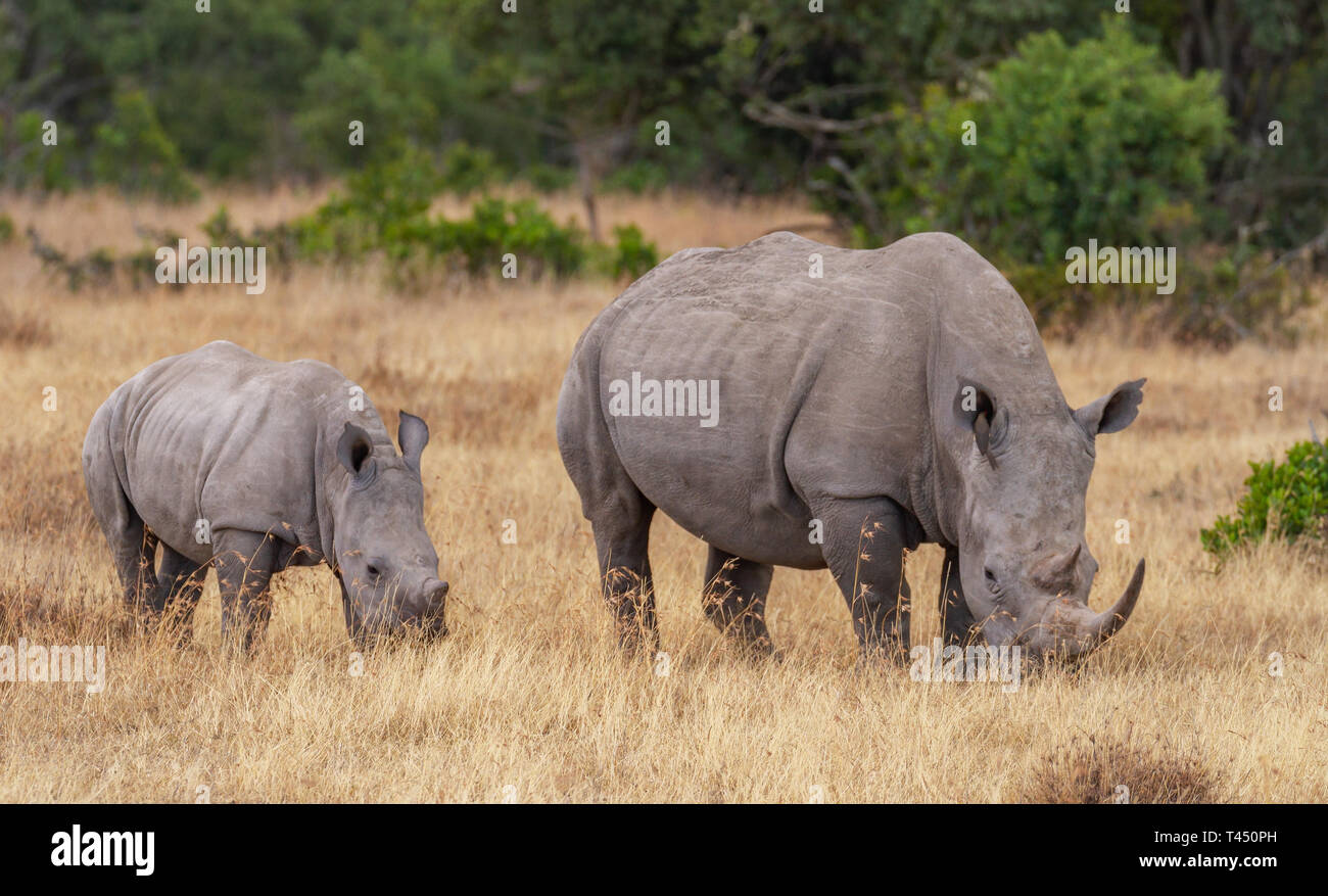 Mère et bébé rhinocéros blanc Ceratotherium simum, veau, le pâturage l'herbe sèche. Ol Pejeta Conservancy, Kenya, Afrique de l'Est. Cinq grands animaux de safari Banque D'Images