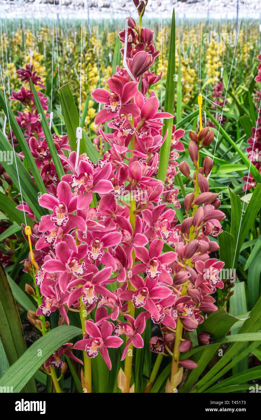 Orchids grandissants dans une immense serre en les Pays-Bas Banque D'Images