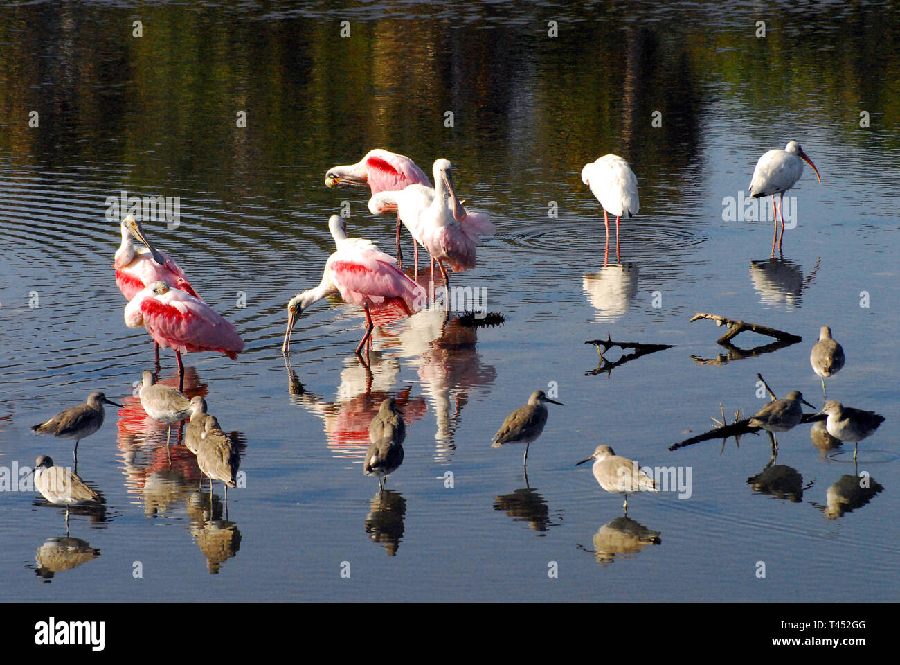 La Floride a de merveilleux oiseaux. Cette image de la Réserve faunique nationale de l'île Merritt est un excellent exemple. Banque D'Images