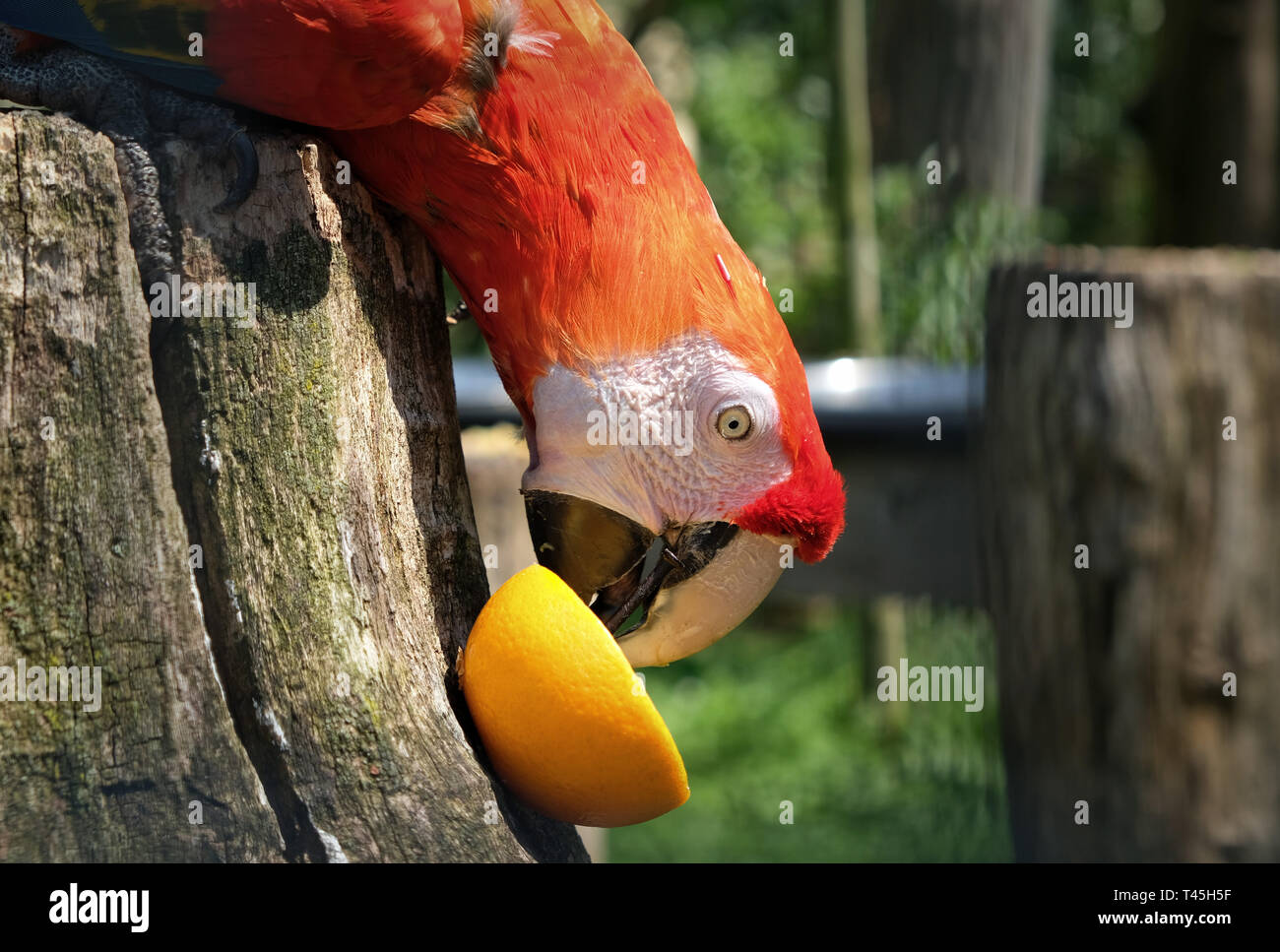 Manger une orange perroquet dynamique à Amsterdam Zoo Artis Banque D'Images Manger une orange perroquet dynamique à Amsterdam Zoo Artis Banque D'Images