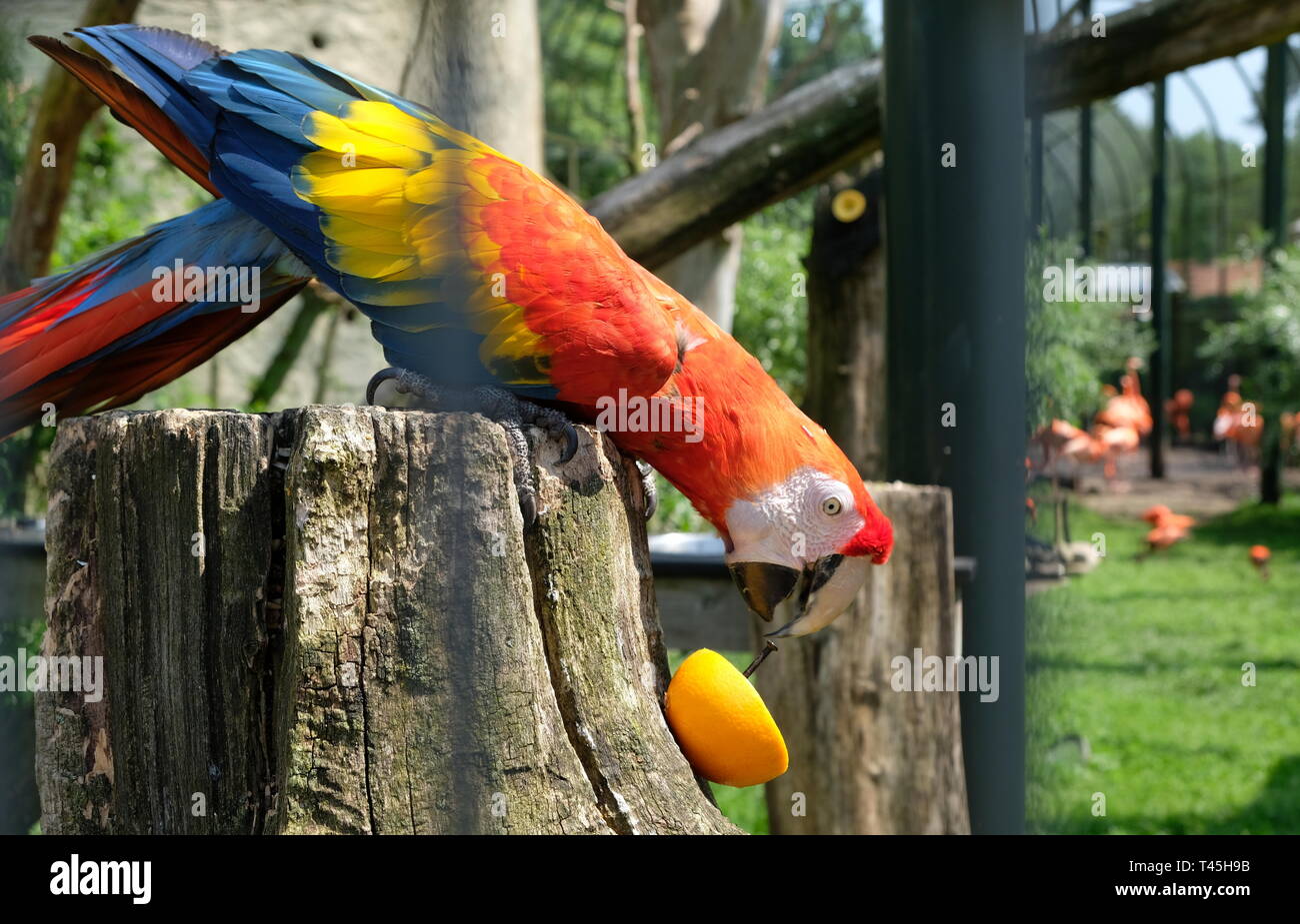 Manger une orange perroquet dynamique à Amsterdam Zoo Artis Banque D'Images Manger une orange perroquet dynamique à Amsterdam Zoo Artis Banque D'Images