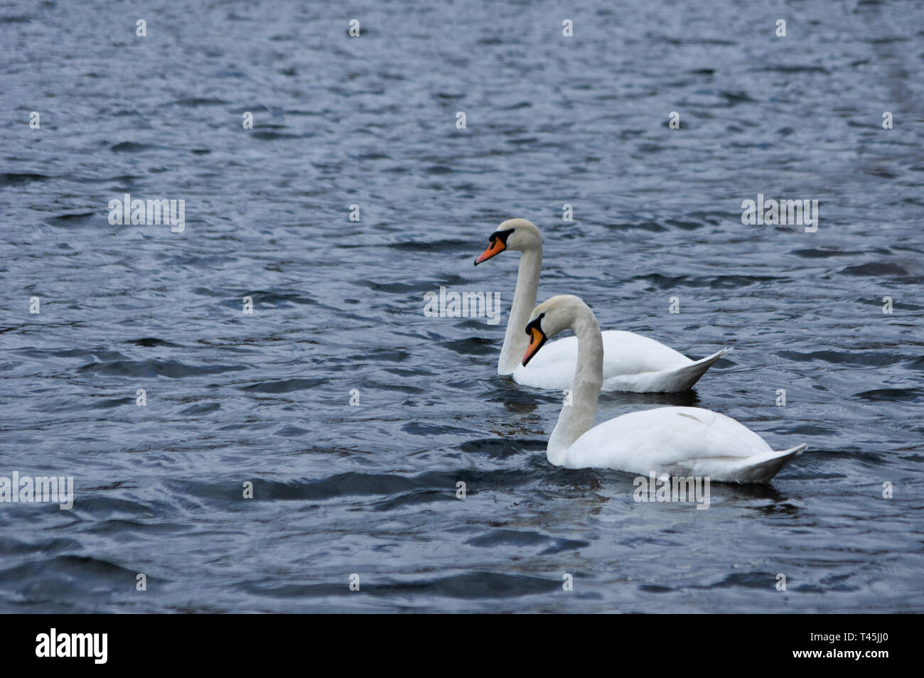 Deux cygnes nager sur un lac Banque D'Images