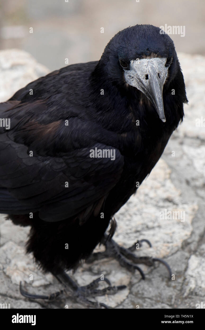 Vieux corbeau ou corneille, oiseau noir ville commune, Close up Banque D'Images