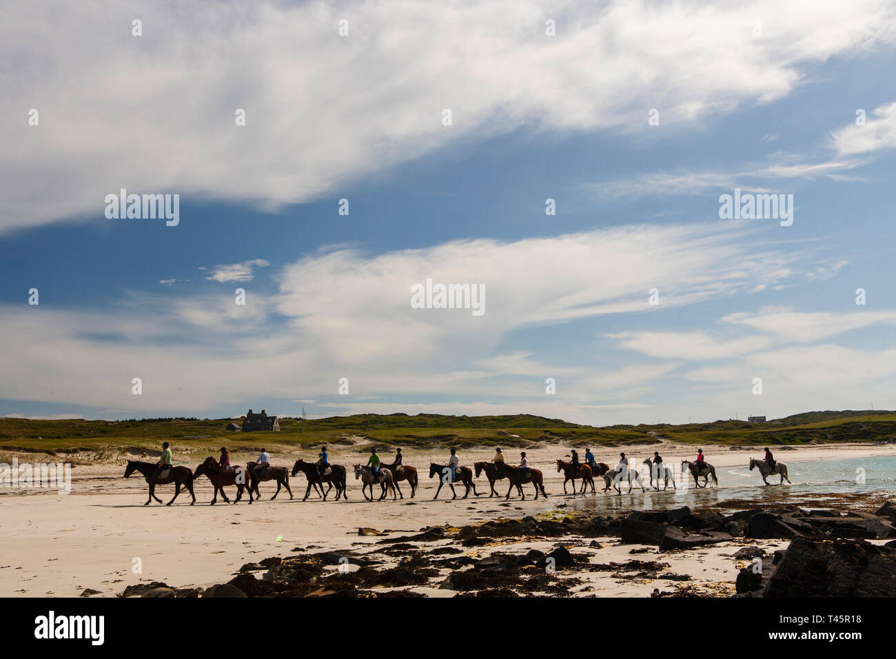 Race Poney Connemara dans paysage irlandais. Un cheval docile, friendly poneys du Connemara est recherché dans le monde entier. Banque D'Images