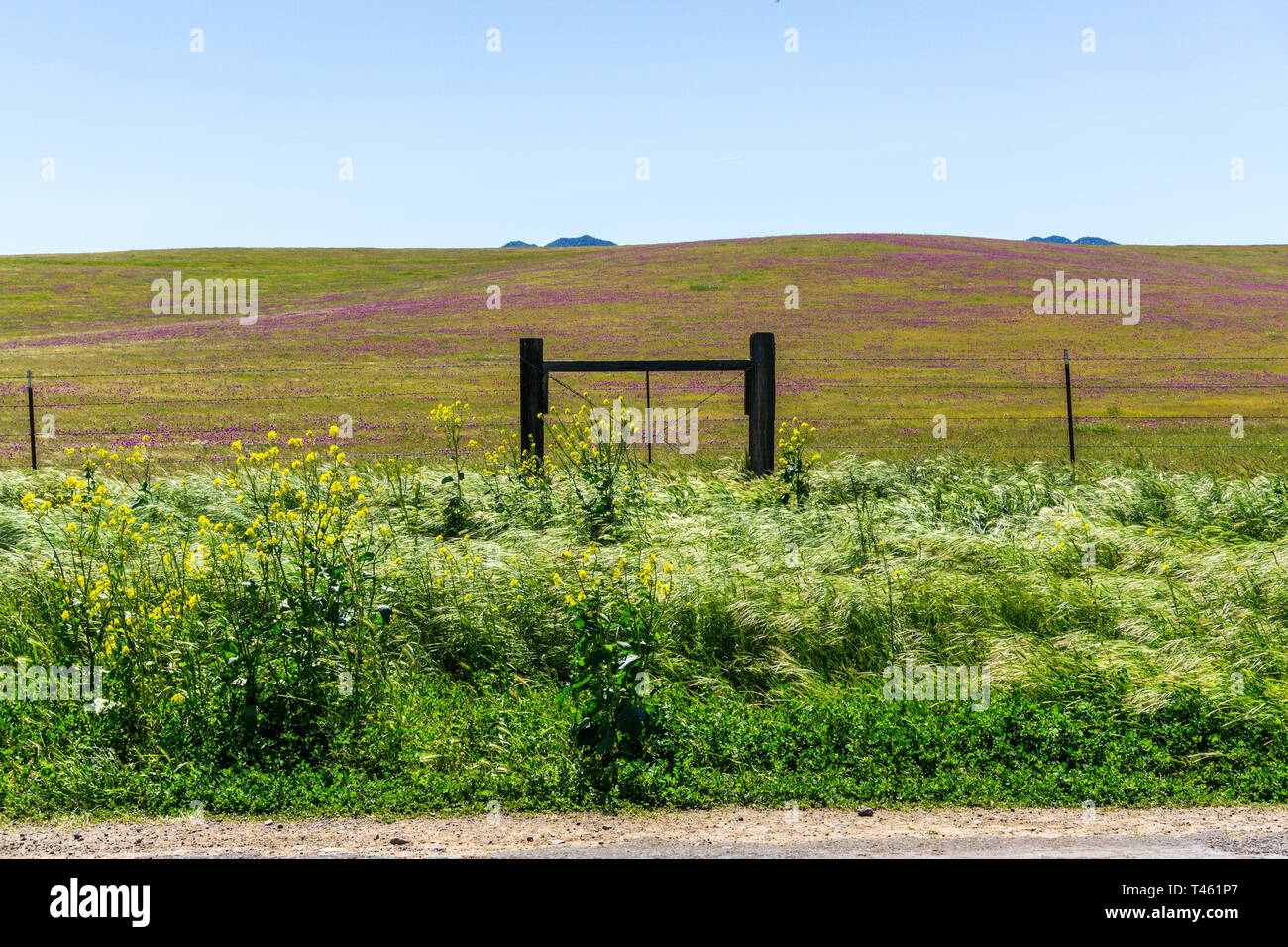 Ranch et fleurs sauvages en abondance pendant l 2019 Superbloom le long de Panoche Road dans le comté de Fresno Banque D'Images